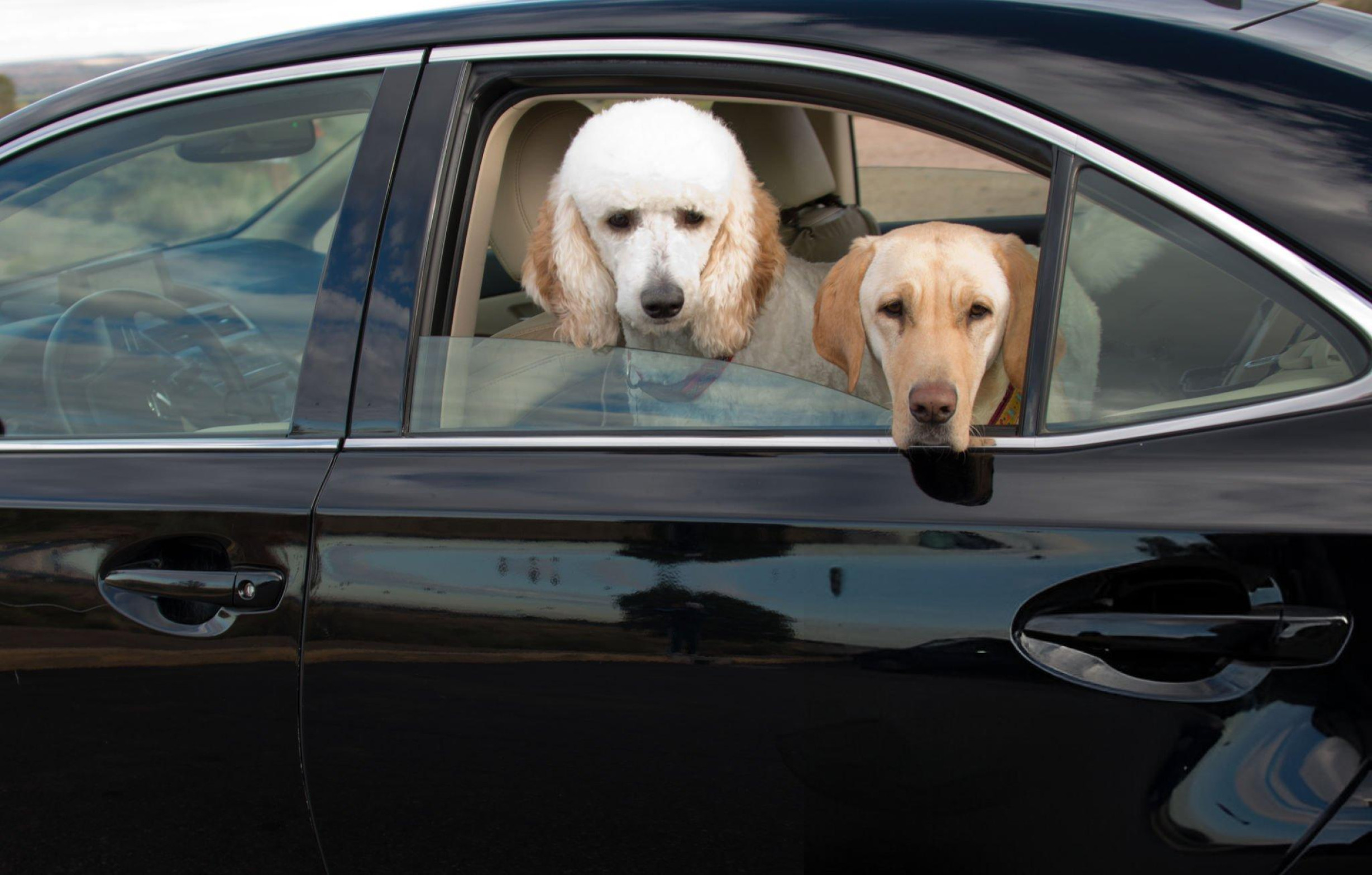 Pet-Friendly Chauffeur Services London